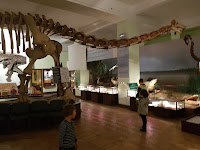 Museum of Evolution