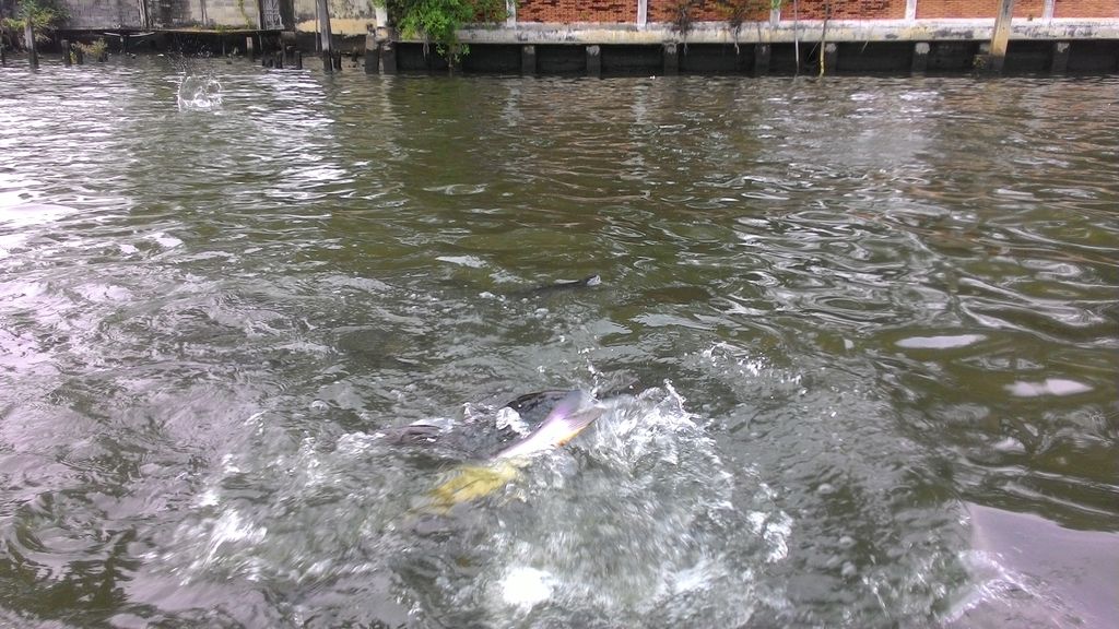 Fish feeding on Chao Phraya river