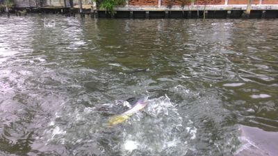 Pesce che si alimenta sul fiume Chao Phraya