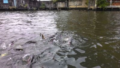 Poisson se nourrissant sur la rivière Chao Phraya - Les poissons s'énervent