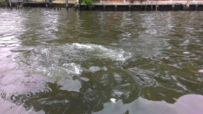 Fiskmatning på Chao Phraya-floden - Fiskar kämpar för bröd