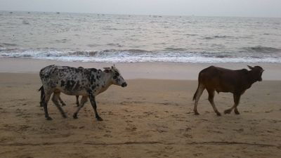 Anjuna strand - Koeie op die strand