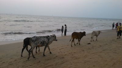 Anjuna strand - Kyr på stranden