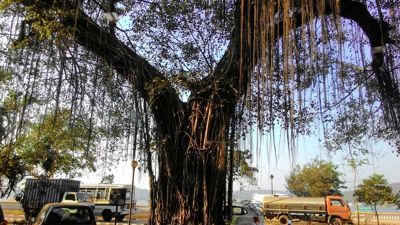 Panjim - Τοπικά δέντρα