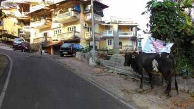 Panjim - Cows on the hill