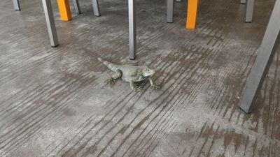 Aruba, one happy island - Wild iguana on restaurant terrace