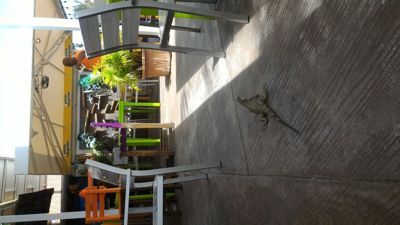 دوشی بیگ اور برگر - میزیں کے درمیان وائلڈ iguana