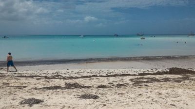 Palm beach Aruba - Beach, algae at malinaw na tubig